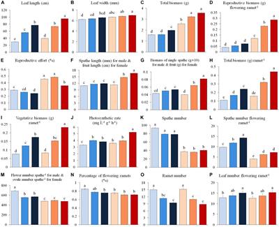 Plasticity in Sexual Dimorphism Enhances Adaptation of Dioecious <mark class="highlighted">Vallisneria natans</mark> Plants to Water Depth Change